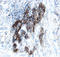Protein S100-A10 antibody, AF1698, R&D Systems, Immunohistochemistry frozen image 