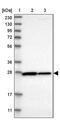 Cytochrome B5 Domain Containing 1 antibody, PA5-54475, Invitrogen Antibodies, Western Blot image 