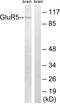 Glutamate Ionotropic Receptor Kainate Type Subunit 1 antibody, LS-C118465, Lifespan Biosciences, Western Blot image 