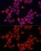 Rho GTPase Activating Protein 1 antibody, GTX65887, GeneTex, Immunocytochemistry image 