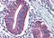 Dap12 antibody, orb89090, Biorbyt, Immunohistochemistry paraffin image 