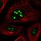 Nucleolar Protein 12 antibody, HPA003547, Atlas Antibodies, Immunocytochemistry image 