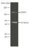 SUMO Specific Peptidase 6 antibody, BML-PW0370-0025, Enzo Life Sciences, Western Blot image 