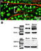 Transient Receptor Potential Cation Channel Subfamily V Member 1 antibody, A00128-3, Boster Biological Technology, Western Blot image 