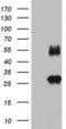Immunoglobulin Superfamily Member 11 antibody, LS-C338858, Lifespan Biosciences, Western Blot image 