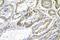 Galactosidase Beta 1 antibody, A01829-2, Boster Biological Technology, Immunohistochemistry frozen image 