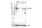 TANK Binding Kinase 1 antibody, 38066S, Cell Signaling Technology, Western Blot image 