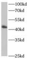 Gamma-Butyrobetaine Hydroxylase 1 antibody, FNab00812, FineTest, Western Blot image 