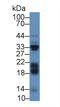 Insulin Like Growth Factor Binding Protein 3 antibody, LS-C294659, Lifespan Biosciences, Western Blot image 
