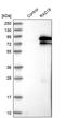 RAD18 E3 Ubiquitin Protein Ligase antibody, PA5-52602, Invitrogen Antibodies, Western Blot image 