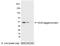 AU5 epitope tag antibody, NB600-461, Novus Biologicals, Western Blot image 
