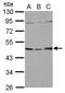 Sorting nexin-5 antibody, GTX118542, GeneTex, Western Blot image 