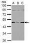 Sorting Nexin 5 antibody, GTX118542, GeneTex, Western Blot image 