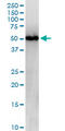 Nucleobindin 2 antibody, LS-C197809, Lifespan Biosciences, Western Blot image 