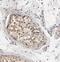 NCOA1 antibody, FNab08217, FineTest, Immunohistochemistry frozen image 