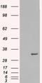 Syntaxin 6 antibody, EB07214, Everest Biotech, Western Blot image 