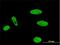MLLT1 Super Elongation Complex Subunit antibody, H00004298-M01, Novus Biologicals, Immunofluorescence image 