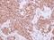 Cyclin A2 antibody, PA5-27837, Invitrogen Antibodies, Immunohistochemistry frozen image 