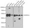 Mortality Factor 4 Like 1 antibody, A7071, ABclonal Technology, Western Blot image 
