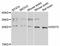 DNA Damage Inducible Transcript 3 antibody, LS-B12888, Lifespan Biosciences, Western Blot image 