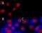 NFKB Inhibitor Alpha antibody, 662409, BioLegend, Immunocytochemistry image 