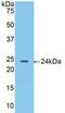 Angiopoietin 1 antibody, MBS2003903, MyBioSource, Western Blot image 