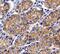 Cadherin 1 antibody, AF648, R&D Systems, Immunohistochemistry paraffin image 