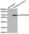 Neurofibromin 2 antibody, MBS128450, MyBioSource, Western Blot image 