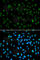 Nuclear Receptor Binding SET Domain Protein 3 antibody, A5577, ABclonal Technology, Immunofluorescence image 