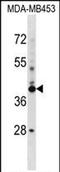 SRR1 Domain Containing antibody, PA5-71980, Invitrogen Antibodies, Western Blot image 