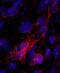 Tubulin beta-1 chain antibody, MAB8527, R&D Systems, Immunocytochemistry image 