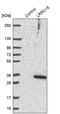 Mtlr1 antibody, PA5-58714, Invitrogen Antibodies, Western Blot image 