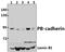 Cadherin 22 antibody, A14160T134, Boster Biological Technology, Western Blot image 