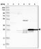 Phosphatidylethanolamine Binding Protein 4 antibody, NBP1-84404, Novus Biologicals, Western Blot image 