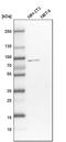 Cleavage Stimulation Factor Subunit 3 antibody, PA5-58911, Invitrogen Antibodies, Western Blot image 