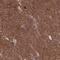 Dynamin 1 Like antibody, NBP2-34205, Novus Biologicals, Immunohistochemistry paraffin image 