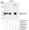 Heterogeneous nuclear ribonucleoprotein K antibody, A300-678A, Bethyl Labs, Immunoprecipitation image 