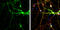 Synaptosome Associated Protein 25 antibody, GTX113839, GeneTex, Immunofluorescence image 