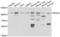 EPH Receptor A2 antibody, LS-C349049, Lifespan Biosciences, Western Blot image 