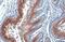 Praja Ring Finger Ubiquitin Ligase 2 antibody, GTX117890, GeneTex, Immunohistochemistry paraffin image 