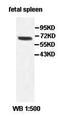 A-Kinase Anchoring Protein 13 antibody, orb77871, Biorbyt, Western Blot image 