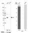 SIX Homeobox 2 antibody, NBP2-54917, Novus Biologicals, Western Blot image 