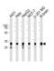 Cytochrome C1 antibody, 61-032, ProSci, Western Blot image 