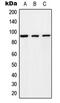 Ras and Rab interactor 1 antibody, LS-C353178, Lifespan Biosciences, Western Blot image 