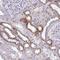 Ribonuclease H1 antibody, HPA043037, Atlas Antibodies, Immunohistochemistry frozen image 