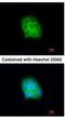 Syntaxin Binding Protein 6 antibody, NBP2-15376, Novus Biologicals, Immunocytochemistry image 