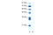 Aspartate Beta-Hydroxylase antibody, 28-030, ProSci, Western Blot image 