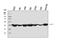 Acetyl-CoA Acetyltransferase 2 antibody, A03245-1, Boster Biological Technology, Western Blot image 