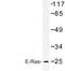 ES Cell Expressed Ras antibody, LS-C177378, Lifespan Biosciences, Western Blot image 