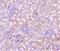 TNF Receptor Superfamily Member 1A antibody, A00294-3, Boster Biological Technology, Immunohistochemistry frozen image 